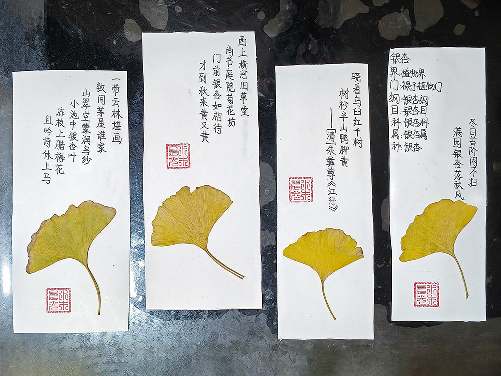 银杏叶书签（20260301）