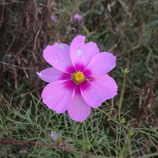 南山花海（20171022）