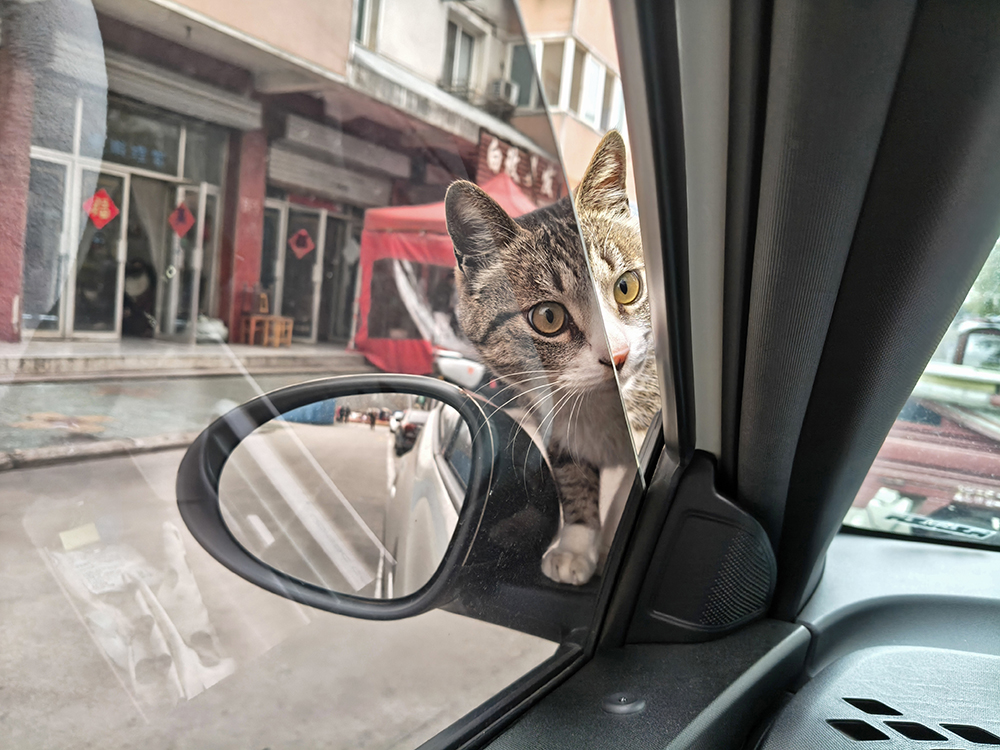 跳上车的喵（20260308）